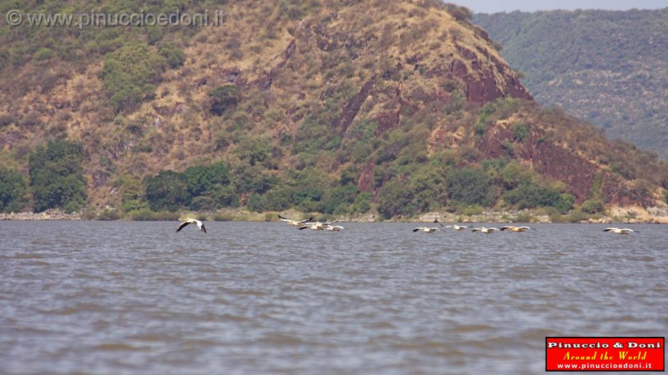 Ethiopia - Lago Chamo - Pellicani - 05.jpg